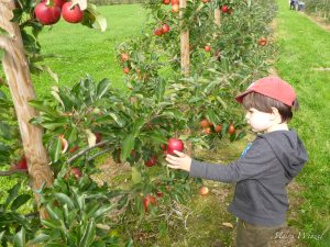 Luca colhendo uma maçã